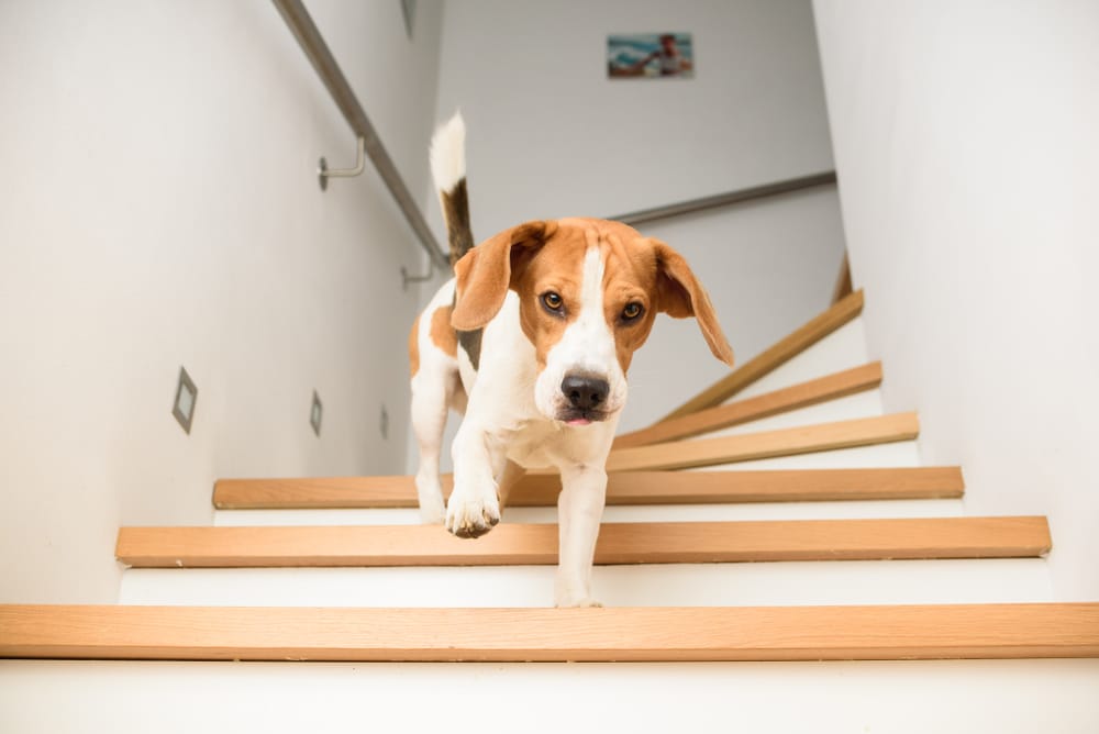 beste trapbekleding met huisdieren in huis